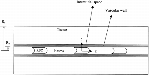 Figure 1. Schematic of computational domain with subregions RBC, plasma, vascular wall, interstitium and tissue.