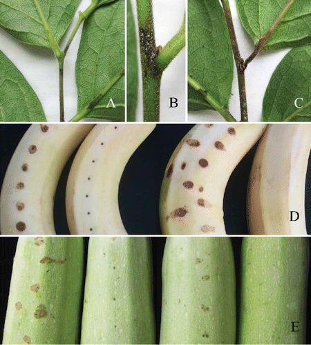 Figure 4. Pathogenicity testing. A-C, Diospyros kaki cv. Wuhesh. Visible symptoms produced after three days after inoculation. B, Yellow-pink conidial masses producing on the central part of a lesion after five days. C, Symptoms after seven days. D, Symptoms on wounded (left) and unwounded (right) banana after five days. E, Symptoms on wounded (left) unwounded (right) marrow after five days.