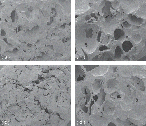 Figure 3 Scanning electron micrographs of cereal extrudates. (a) red bean, (b) wheat, (c) oat, (d) barley.