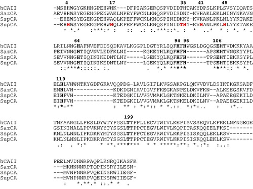 Figure 1. Multialignment of the amino acid sequences of α-CAs from different sources was performed with the program MUSCLE. Legend: hCA II, Homo sapiens, isoform II (accession no. AAH11949.1); SspCA, Sulfurihydrogenibium sp. YO3AOP1 (accession no. ACD66216.1); SazCA, Sulfurihydrogenibium azorense (accession no. ACN99362.1); SupCA, super-CA (chimeric α-CA). The zinc ligands (His94, His96 and His119), the gatekeeper residues (Glu106 and Thr199) and the proton shuttle residue (His64) are conserved in all these enzymes and are indicated in bold. hCAI numbering system was used. Histidines in position 4, 17, 35, 41 and 48 were inserted to create the super-CA. The asterisk (*) indicates identity at all aligned positions. The symbol (:) relates to conserved substitutions, while (.) means that semi conserved substitutions are observed.