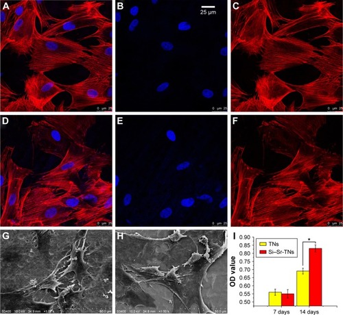 Figure 5 The confocal microscopic fluorescent images of cells that were immunostained for F-actin (red) and nuclei (blue) after being cultured on the TNs (A–C) and the Si–Sr-TNs (D–F) for 24 h. The scanning electron microscopy images of the morphology of the cells cultured on the TNs (G) and the Si–Sr-TNs (H) for 24 h. (I) The ALP activity of the osteoblasts cultured on the TNs and the Si–Sr-TNs in 7 and 14 days (*P⩽0.05).Abbreviations: ALP, alkaline phosphatase; OD, optical density; Si, silicon; Sr, strontium; TNs, titania nanotubes.