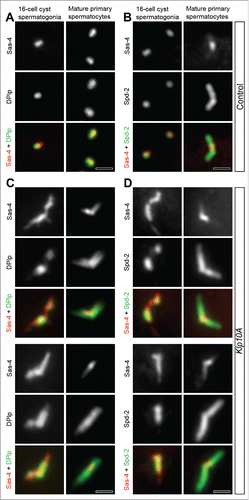 Figure 3. Sas-4 distribution in Klp10A depleted testes. Centrioles in control (A,B) and mutant (C,D) male germ cells at different stages of development were stained to reveal Sas-4 (red), Dplp (green, left column) and Spd-2 (green, right column). (A,B) Dplp and Spd-2 co-localize with Sas-4 during the spermatogonial mitoses although one of the just duplicated centrioles within each pair often lacks Dplp and Spd-2 signals. In mature primary spermatocytes the Sas-4 signal co-localizes with Dplp (A) and is found at the proximal end of the centrioles fully stained by the anti-Spd-2 antibody (B). In Klp10A mutant testes the Sas-4 localization extends over Dplp (C) and Spd-2 (D) signals in 16-cell cyst spermatogonia. (C,D) In mature primary spermatocytes the Sas-4 signal shrinks. Scale bars: 1 µm.