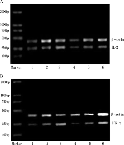 Figure 2.  Effects of (GLcN)5 and (GLcN)6 on the expression of IL-2 mRNA and IFN-γ mRNA in lymphocytes in vivo and in vitro. Figure 2A represented the expression of IL-2 mRNA. Figure 2B represented the expression of IFN-γ mRNA. Lanes 1–3 showed i.p. administration with physiological saline, 10 mg/kg of (GLcN)5 and 10 mg/kg of (GLcN)6 for three days, respectively. Lanes 4–6 showed murine lymphocytes cell treated directly with culture medium, 100 µg/ml of (GLcN)5 and 100 µg/ml of (GLcN)6 for 48 h at 37°C, respectively. Total RNA was isolated from the lymphocytes and PT-PCR was performed.