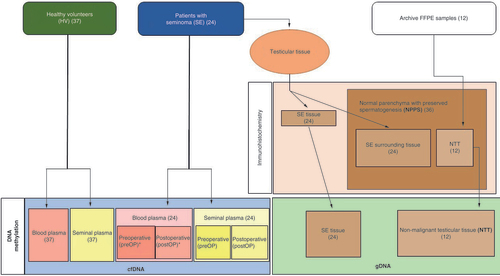 Figure 2. Flowchart of study samples: the number and origin of collected samples. DNA methylation of the selected genes was analyzed for cfDNA and gDNA. The expression of the selected genes at the protein level was analyzed on tissue samples. The number of analyzed samples of blood plasma for each gene marked with * is represented in Supplementary Table 1.