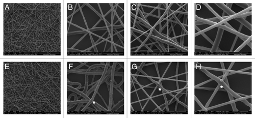 Figure 4. Electrospun fibers of PCL-10% (w/v) in CH2Cl2/DMSO (17/9, v/v) with magnification X1 (A), X10 (B) and (C), X20 (D); PCL-α-CD IC-10% (w/v) in CH2Cl2/DMSO (2/3 v/v); with magnification X1 (E), X10 (F) and (G), X20 (H). These fibers were chemically modified with N,N’-carbonyldiimidazole in acetonitrile followed by conjugation of amine functionalized polystyrene nanobeads (200 nm diameter size). *denotes beads