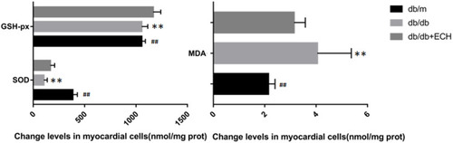 Figure 7 Effects of ECH on oxidative damage in the cardiac myocytes of db/db mice.