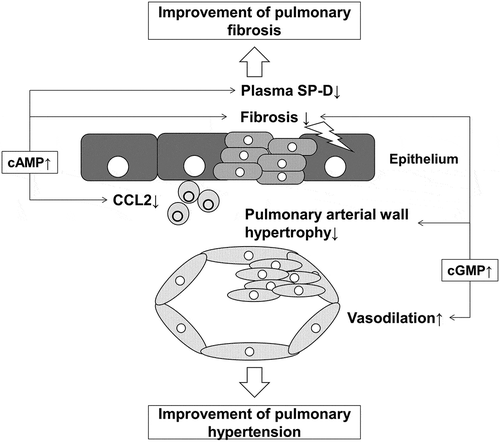 Figure 7. Schematic illustration of the mechanism of the potential benefit of dual activation of cAMP/cGMP in PH-IPF.Elevated cAMP suppresses profibrotic and inflammatory responses. Elevated cGMP enhances vasodilation and suppresses proliferation of smooth muscle cells. These dual effects mediated by cAMP and cGMP can have a potent effect on ameliorating pulmonary hypertension. RV/LV+S, ratio of the right ventricular weight to that of the ventricle plus septum; Ccl2, C─C chemokine 2; SP-D, surfactant protein D.