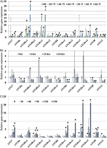 Figure 2. Relative expression of ATG7, ATG8 and ATG12 genes and their splice variances under nitrogen starvation (A), pathogen response (B) and oxidative stress (C). * indicates statistically significant difference (p-value less than 0.05) from the expression at Day 0 based on Student’s t-test.