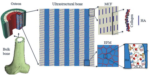 Figure 1. Hierarchical structure of bone spanning from macro to nanoscale. The shaft of long cortical bone is primarily made of cylindrical features called osteon. Osteon includes several concentric rings, each called a lamella. Inside a given lamella, ultrastructure of bone consists of alternating array of Mineralized Collagen Fibrils (MCF) and Extrafibrillar Matrix (EFM). MCF is made by a staggered arrangement of hydroxyapatite (HA) platelets mostly residing within the soft collagen matrix. EFM is comprised of HA crystals bonded by thin layers of Non-Collagenous Proteins (NCPs).
