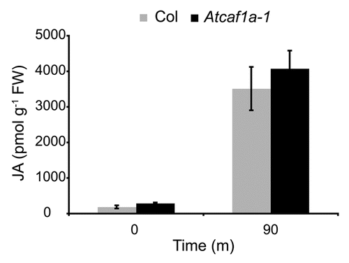 Figure 2 Jasmonic acid levels are unchanged in Atcaf1a-1 mutants. Measurement of JA metabolite levels in non-wounded and wounded Col and Atcaf1a-1 plants. Data are means of three independent biological replicates ± SE.