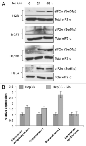 Figure 6 Gln depletion triggers amino acid deprivation response and adaptive expression of genes important for Glu metabolism. (A) Immunoblotting analysis of phosphorylated-(Ser51) eIF2α, a biomarker of amino acid deprivation stress response. Total eIF2α was detected as control. (B) Gln depletion upregulates genes involved in nitrogen metabolism. Cells were cultured in media with or without Gln for 48 h, and total RNA samples were prepared. The mRNA levels of genes encoding major nitrogen metabolic enzymes were analyzed by real-time RT-PCR.