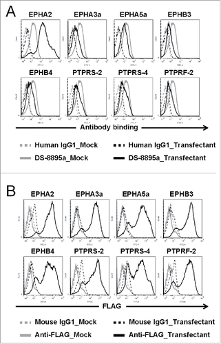 Figure 2. No cross-reactivity of DS-8895a to the human proteins that show high similarity to human EPHA2. 293F cells were transfected with the pFLAG-GW vectors encoding EPHA2 and the human proteins with high amino acid sequence similarity to the region containing the C-terminal FnIII domain of EPHA2 (EPHA3a, EPHA5a, EPHB3, EPHB4, PTPRS-2, PTPRS-4 and PTPRF-2), and the binding of DS-8895a was analyzed by flow cytometer. Transfectant and mock cells represent cells transfected with pFLAG-GW encoding each gene and pFLAG-GW alone, respectively. (A) Mock cells were stained with human IgG1 (gray dashed lines) or DS-8895a (gray solid lines). Cells transfected with each gene were stained with human IgG1 (black dashed lines) or DS-8895a (black solid lines). Human IgG1 was used as a negative control for DS-8895a. (B) Mock cells were stained with mouse IgG1 (gray dashed lines) or anti-FLAG mAb (gray solid lines). Cells transfected with each gene were stained with mouse IgG1 (black dashed lines) or anti-FLAG mAb (black solid lines). Mouse IgG1 was used as a negative control for anti-FLAG mAb. Anti-FLAG mAb staining indicates the cell surface expression of both EPHA2 and the human proteins with high similarity to human EPHA2.
