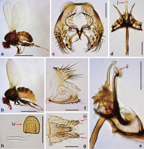 Figure 3. Morphology of Drosophila gunungcola. (a) Male habitus (lateral view). (b) Female habitus (lateral view). (c) Periphallic organs (caudal view). (d) Phallic organs (ventral view). (e) Ditto (lateral view). (f) Female terminalia (lateral view). (g) Ditto (ventral view). (h) Spermatheca (lateral view). Diagnostic characters are indicated with red arrows: (i) aedeagus apically expanded, with convex distal margin in ventral view; (ii) posterior elongation of pregonite apically expanded roundly; (iii) hypogynial valve (oviscapt) with teeth arranged in a few irregular rows on ventral margin; and (iv) spermathecal capsule longer than wide, without basal collar. Scales: 1 mm in a and b, 0.1 mm in c–h.