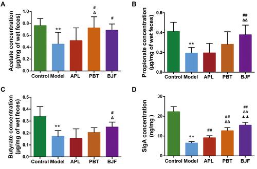Figure 4 Effects of Bufei Jianpi Formula (BJF) on the levels of fecal SCFAs and intestinal mucosal SIgA in COPD model rats. (A–C) Acetate, propionate, and butyrate concentrations in feces. (D) SIgA levels in the intestinal mucosa of each group. Data are presented as the mean ± SD. N = 6 for each group. **p < 0.01 vs control group; ##p < 0.01, #p < 0.05 vs model group; ΔΔP < 0.01, ΔP < 0.05 vs aminophylline (APL) group; ▲▲p < 0.01 vs probiotics (PBT) group.