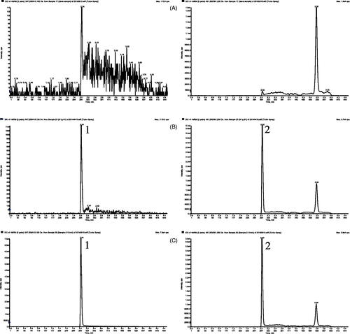 Figure 4. Representative MRM chromatograms of 1G (1) and IS (2) in rat plasma samples: (A) blank plasma sample; (B) blank plasma sample spiked with 1G (5 ng/mL, LLOQ) and IS (100 ng/mL); and (C) plasma sample at 10 min after an intravenous administration of 5 mg/kg 1G.