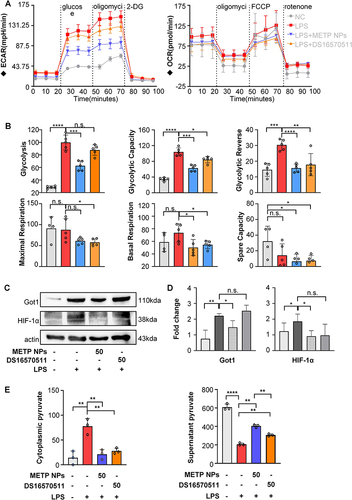 Figure 6 METP NPs inhibit the proinflammatory mitochondrial metabolic characteristics of BMDMs stimulated by LPS. (A) ECAR and mitochondrial respiration OCR level as measured by a Seahorse cell energy analyzer. (B) Glycolysis, glycolytic capacity and glycolytic reserve were calculated from ECAR, and maximal respiration, basal respiration and spare capacity were calculated from OCR. (C and D) Protein expression level of the aspartate-arginosuccinate shunt key enzyme, GOT1, and the characteristic product, HIF-1α, by Western blot analysis. (E) Cytoplasmic and supernatant pyruvate levels of all four groups. The concentration of METP NPs is shown in µg/mL, and the concentration of DS16570511 is shown in µM. The ECAR-related parameters are shown in mpH/min, and the OCR-related parameters are shown in pmol/min. Data are presented as the mean ± SD. *P < 0.05, **P < 0.01, ***P < 0.001 and ****P < 0.0001.