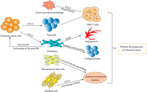 Figure 3. All kinds of cells in tumor microenvironment promote tumor progression in different ways: TAMs inhibit the activity of CD8+ T cells through CCL5/Kappa p65/STAT3 signaling pathway. Colorectal cancer cells recruit Treg cells to inhibit CD8+ T cell activity by secreting CCL5, or act on Flibroblasts by secreting CCL5. Flibroblasts promote tumor angiogenesis by secreting VEGF, synthesizing and secreting collagen protein, and activating SLC25A24 and Akt/pmTOR signaling pathways. Mesenchymal stem cells and dendritic cells promote stromal epithelial transformation by secreting CCL5.