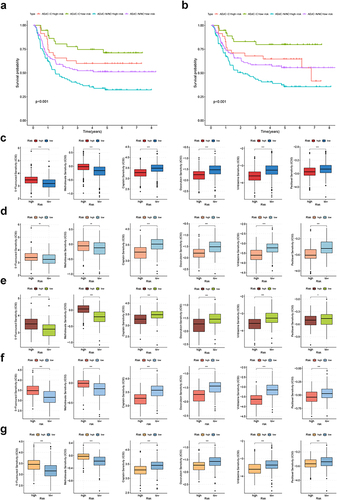Figure 10 Chemotherapeutic sensitivity analysis of CRGS risk score signature. Kaplan–Meier plots showing the impact of chemotherapy on patients’ (a) overall survival and (b) disease-free survival in GSE62254. Boxplots showing IC50 differences for 5-fluorouracil, methotrexate, cisplatin, doxorubicin, vinblastine and paclitaxel between high- and low-risk patients in (c) meta-cohort, (d) TCGA cohort, (e) GSE62254, (f) Lei cohort and (g) GSE84437. Statistical significance: *P<0.05; **P<0.01; ***P<0.001.