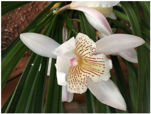 Figure 1. Cymbidium wenshanense ‘fenji’. Photograph by Xiaomeng Wang on Mar 15, 2022.