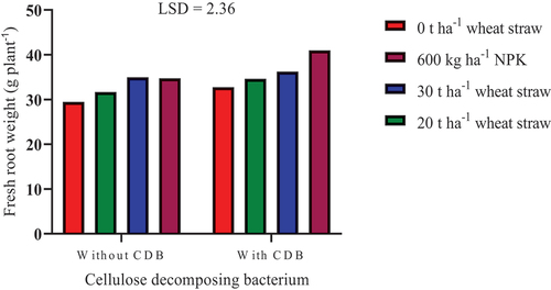 Figure 2. Effects of cellulose decomposing bacterium and wheat straw levels interaction on fresh root weight of squash.