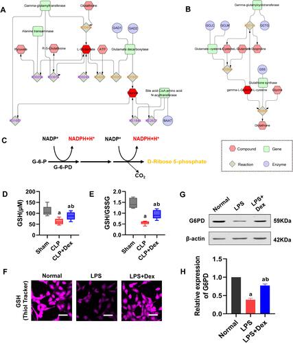Figure 4 Dex up-regulated glutathione through G6PD in sepsis. (A and B) The metabolic network of gamma-L-Glutamyl-L-cysteine, L-Glutamate, and Taurine was built by Cytoscape software. (C) Schematic diagram of pentose phosphate pathway. (D and E) The levels of glutathione and GSH/GSSG on pulmonary vein tissues in sepsis, n=6. (F) Confocal images to measure glutathione expression of VECs in sepsis (Bar, 25μm), n=3. (G and H) Western blot analysis of G6PD in the VECs treated with LPS, n=3. a: P<0.05 compared with the sham or normal group, b: P<0.05 compared with CLP or LPS group.
