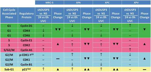 Figure 3. Summary box associating levels of cell cycle regulatory proteins with the percentage of cell population present in the different phases of the cellular cycle, before and after UV-irradiation of the four cell lines. Results obtained from Figures 1B and 2 showing cell cycle-associated phases and the corresponding regulatory proteins for each phase. It is empirically assumed for protein levels, comparing shDUSP3 versus NS cells in conditions of 24 hours versus 0 hours after UVC (shDUSP3 vs. NS/24 h vs. 0 h UVC), that: ↑ = increase or ↓ = decrease. It is empirically assumed as percentage of cells in cell cycle phases (phase change), that: ▲ = increase or ▼ = decrease. The levels of regulatory protein were estimated according to the quantification of immunoblotings (Figure 2 and Supplementary Figure S3).