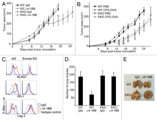 Figure 4. Eomes is required for α4-1BB mediated delay in tumor progression. (A) C57BL/6 (WT) or Eomes KO (EKO) mice bearing EG7 tumors were administered 100 μg α4-1BB or control rat IgG on d7 and d10 after tumor cell inoculation. Tumor growth curves are shown, with each point representing the mean ± SEM of the tumor area (n = 8 per group). Data are from one of three independent experiments. Statistical analyses were performed by Student t test; IgG vs. α4-1BB in WT mice *P < 0.05 and **P < 0.01 whereas in EKO mice no significant differences were detected between treatment groups. (B) Tumor growth curves for s.c. flank EG7 tumors in WT or EKO mice immunized by s.c. injection of phosphate-buffered saline (PBS) or CpG oligodeoxynucleotide and ovalbumin (CPG-OVA) 14d prior to tumor inoculation and on the day of tumor cell inoculation. Each point represents the mean ± SEM of the tumor area (n = 4 per group). Data are from one of two independent experiments. Statistical analyses were performed by Student t test for differences between PBS and CPG-OVA groups in WT mice (*P < 0.05 and **P < 0.01) or EKO mice (†P < 0.05 and ††P < 0.01). (C) Cytofluorometric analysis of immunofluorescence stained, dissociated tumor cells for KLRG1, PD-1 and Lag3 in CD8+ CD44hi gated TILs from EG7 tumors 13d after tumor inoculation and 3d after the second dose of α4-1BB antibody (red line) or rat IgG (blue line) treatment in vivo. Isotype control staining of CD8+ CD44hi gated TILs from IgG-treated animal is shown for comparison (black dashed line). Data are representative of 3 independent experiments. (D) Quantitation of lung nodules from WT or EKO mice 14 d after i.v. injection of B16 cells followed by administration of 100 μg α4-1BB or control rat IgG on d6 and d9 after B16 injection. Bars represent mean ± SEM of lung nodule counts (n = 5 per group). Data are from 1 of 2 independent experiments. Statistical analyses were performed by Student t test; IgG vs. α4-1BB groups *P < 0.05 in WT mice whereas no significant differences were detected between treatment groups in EKO mice. (E) Photo of representative lungs from each of the four groups from (D).