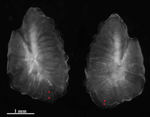 Figure 5. Otoliths (sagittae) of a Upeneus pori female, 15.2 cm TL, caught off Lampedusa Island (magnification 70×).