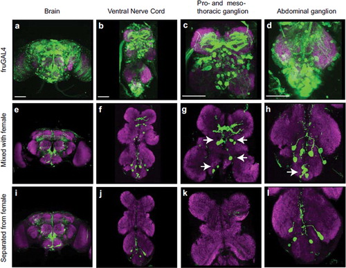 Figure 8. Visualizing neural circuits underlying complex behavior. (a–d) Expression pattern of fruGAL4 in the brain and ventral nerve cord (VNC). The male fly contained fruGAL4 and UAS-CD8-GFP. (a) Expression of fruGAL4 in the brain. (b) Expression of fruGAL4 in the VNC. (c) Expression of fruGAL4 in the prothoracic ganglion and mesothoracic ganglion. (d) Expression of fruGAL4 in the abdominal ganglion. (e–h) GFP expression in the brain and VNC of a male fly that was mixed with virgin female flies. The test male fly contained fruGAL4, UAS-mLexA-VP16-NFAT, LexAop-CD2-GFP and LexAop-CD8-GFP-2A-CD8-GFP. (i–1) GFP expression in the brain and VNC of a male fly that was separated from virgin female flies by a nylon mesh. Whole-mount brain and VNC preparations were stained with anti-GFP (green) and nc82 (a marker of neuropil, magenta) antibodies. Arrows indicate the labeled cells that were correlated with courtship behavior. Scale bar = 50 μm.