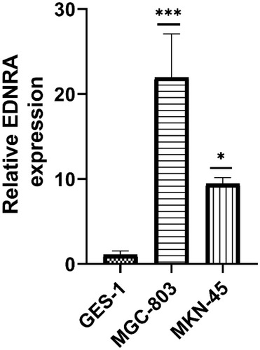 Figure 9 qRT-PCR of EDNRA expression in STAD cell lines (MGC-803, MKN-45) and human normal gastric epithelial cell line GES-1; *P < 0.05, ***P < 0.001.