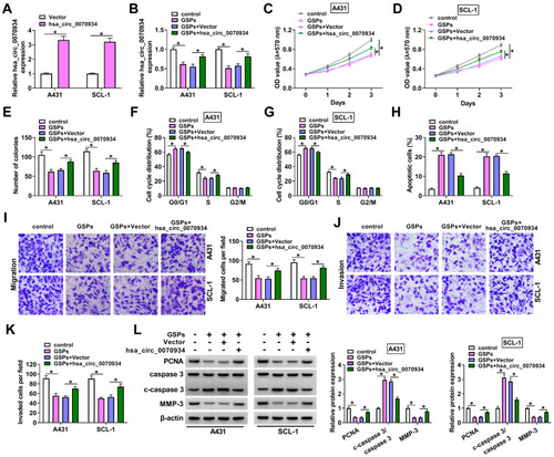 Figure 2 GSPs inhibited CSCC cell progression by regulating hsa_circ_0070934. (A) The transfection efficiency of hsa_circ_0070934 overexpression vector was assessed by detecting hsa_circ_0070934 expression in A431 and SCL-1 cells using qRT-PCR. (B–L) A431 and SCL-1 cells were transfected with Vector or hsa_circ_0070934 overexpression vector, and then treated with GSPs. Non-transfected cells were used as GSPs group. Non-transfected and non-treated cells were used as control group. (B) QRT-PCR was employed to detect hsa_circ_0070934 expression. Cell viability and the number of colonies were determined using MTT assay (C and D) and colony formation assay (E) to evaluate cell proliferation. (F–H) Cell cycle process and apoptotic cells were measured by flow cytometry. (I–K) Transwell assay was performed to assess the numbers of migrated and invaded cells. (L) WB analysis was utilized to test the protein levels of PCNA, c-caspase 3/caspase 3 and MMP-3. *P < 0.05.