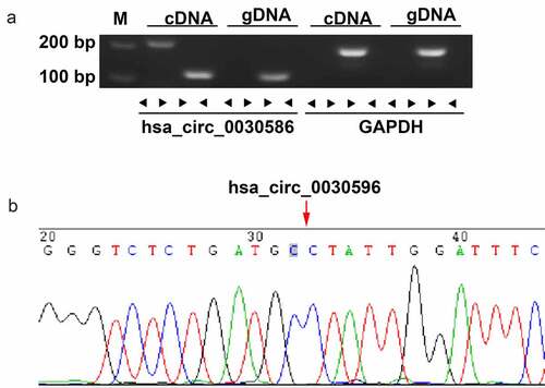 Figure 3. Validation of the circular structure of hsa_circ_0030586. (a) Confirmation of the circular structure of hsa_circ_0030586 in PCa cells. RT-PCR was used to detect circular and linear cDNA using divergent and convergent primers, respectively. Primers targeting GAPDH and genomic DNA were considered as negative controls. (b) The junction site of hsa_circ_0030586 was confirmed via Sanger sequencing