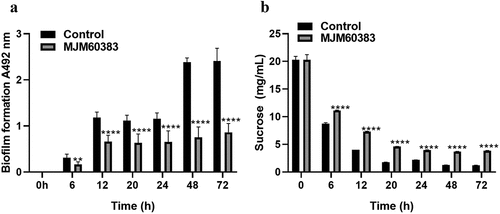 Figure 4. L. pentosus MJM60383 supernatant inhibits biofilm formation from the adherent stage and sucrose decomposition of S. mutans. (A) S. mutans was grown on 96-well plates at 37°C for 6, 12, 20, 24, 48, and 72 h in the presence or absence of supernatant. Biofilm formation - was determined by the safranine dye. (B) L. pentosus MJM60383 supernatant inhibit sucrose decomposition. S. mutans was grown in a BHI medium supplemented with 1% sucrose at 37°C for 0, 6, 12, 20, 24, 48, and 72 h in the presence or absence of L. pentosus MJM60383 supernatant. The culture supernatants were subjected to HPLC-RID for sucrose detection. Data represent the mean and standard deviation. Asterisks indicate a significant difference analyzed using the one-way ANOVA with Dunnett’s multiple comparison test. **p <0.01, ****p <0.0001.