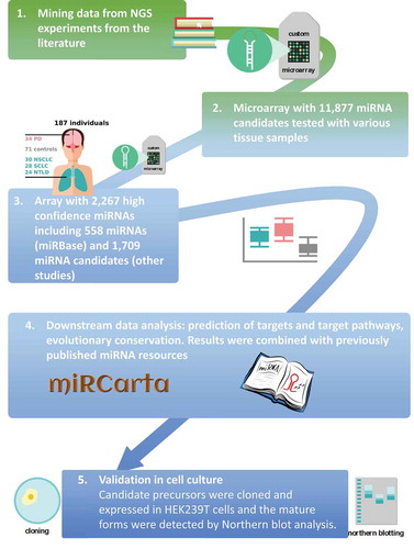 Figure 1. Schematic of the study flow [Citation1]. We mined miRNA candidates from next generation sequencing experiments from the literature [Citation2]. We designed a custom microarray using these candidates [11,877] and hybridized different tissues and blood to assess which candidates are more likely real miRNAs [Citation3]. From the identified high confidence miRNAs [2,267], we built a second custom microarray, which was used in the current study to measure the differential expression in patients with different diseases and controls [Citation4]. We performed statistical evaluation and added the results to our miRNA repositories and analysis pipelines [Citation5]. We selected several candidate precursors to perform validation with Northern blotting. PD = Parkinson’s disease; NSCLC = non-small cell lung cancer; SCLC = small cell lung cancer; NTLD = non-tumor lung disease.
