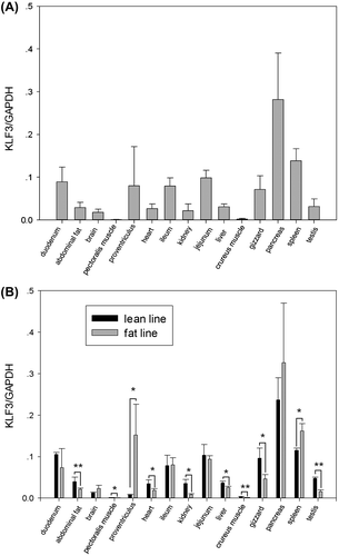 Fig. 2. Tissue expression characterization of KLF3 in 7-week-old broilers.Notes: KLF3 mRNA expression in various tissues of 7-week-old NEAUHLF male broilers (each line, n = 3) was detected by real-time RT-PCR. GAPDH (glyceraldehyde-3-phosphate dehydrogenase) was used as a reference gene. (A) The diagrams show the relative quantification of KLF3 transcripts in a given tissue. Error bars indicate the standard deviations of six biological replicates. (B) The diagrams show the relative quantification of KLF3 transcripts in a given line and tissue. Error bars indicate the standard deviations of three biological replicates. Asterisks indicate a significant difference between fat and lean broilers, p < 0.05 (*) or p < 0.01 (**).