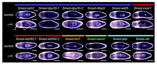 Figure 7. Expression of planarian COMPASS genes. Whole mount in situ hybridization to homologs of COMPASS and COMPASS-like complex members. Colored bars above the gene names indicate complex membership as in Figure 6. The lower worm of each pair was treated with 60 Gy γ-irradiation three days prior to fixation. Mes, mesenchyme; cg, cephalic ganglia; int, intestine. Animals are shown ventral side up with the anterior to the left. Scale bars = 0.5 mm.