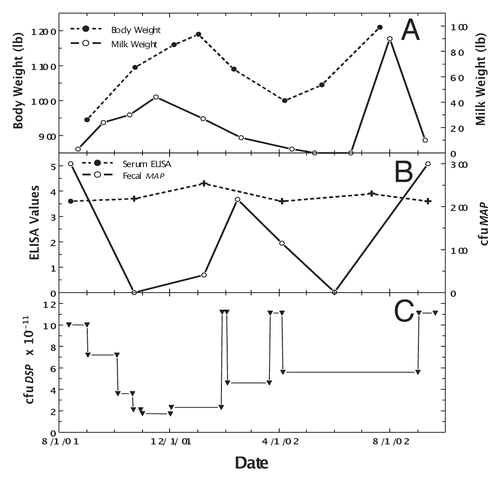 Figure 2 Longitudinal changes in body weight, milk production, ELISA values and fecal MAP for Stage IV cow, Green-4. (A) Dashed line is body weight and solid line is official DHIA weight of milk produced/day. (B) Solid line is ELISA OD405 nm values and dashed line is fecal MAP. Symbol (+) signifies a positive AGID. (C) Dose (viable colony forming units, cfu) of Dietzia.