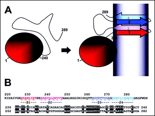 Figure 3 Domain organisation and structural model of HET-s. In (A) a diagram of the HET-s domain organization is given. In its soluble form, the protein displays a N-terminal α-helical globular domain spanning approximately residue 1 to 240 followed by a flexible C-terminal tail. In the amyloid form, the C-terminal region adopts a β-sheet rich conformation composed of four β-strands. The grey shading represents the fibril core. In (B) the sequence of the HET-s PFD is given. The four β-strands are colored. Below an amino acid and nucleic acid alignment of the β1–β2 and β3–β4 regions is given. Numbering correspond to the amino acid position in the HET-s sequence.