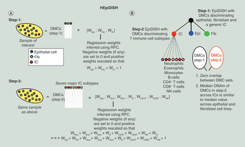 Figure 1.  The hierarchical EpiDISH algorithm.Flowchart of how HEpiDISH works on a complex epithelial tissue. (A) In the first step, we apply EpiDISH with RPC to estimate cell-type fractions for the epithelial, fibroblast and immune cell (IC) compartments, using a reference DNA methylation (DNAm) matrix designed and optimized to discriminate a general epithelial, fibroblast and IC from each other. In the second step, we reapply EpiDISH but now using a different DNAm reference, defined over differentially methylated CpGs (DMCs) designed and optimized to discriminate the seven major IC subtypes from each other. Inferred weights in the second step are rescaled so that they add to the weight for the total IC fraction estimated in step-1. Finally, all proportions for all nine cell types add to one, as required. (B) Hierarchical tree depiction of HEpiDISH. We note that there is no overlap between the DMCs in the two reference DNAm matrices and that we further demand that DMCs used in step-2, exhibit similar median DNAm values across all three main cell types.DMC: Differentially methylated CpG; Epi: Epithelial; Fib: Fibroblast; HEpiDISH; Hierarchical EpiDISH; IC: Immune cell; NK: Natural killer; RPC: Robust partial correlation.