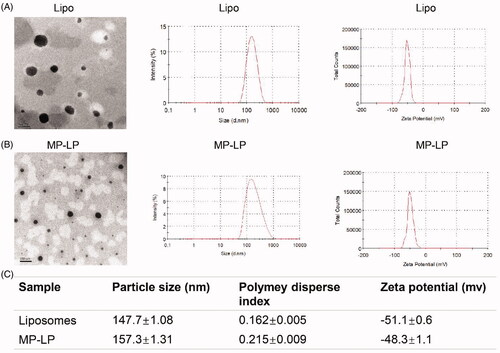 Figure 3. Characterization of liposomes and MP-LP. (A) TEM images, size distribution by dynamic light scattering and zeta potential of Lipo. (B) TEM images, size distribution by dynamic light scattering and zeta potential of MP-LP. (C) Comparison of particle size (peak), polymey disperse index and zeta potential (peak) of Lipo and MP-LP.