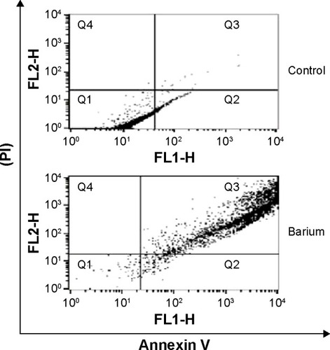 Figure 3 Barium chloride induces apoptosis in colostral MN phagocytes.Notes: Different types of cell death were assessed using flow cytometry with annexin V PI staining. The sum of the upper-right (Q3) and lower-right (Q2) quadrants represents total apoptosis percentage. The upper-left (Q4) quadrant is the percentage of necrosis and lower-left (Q1) quadrant corresponds to viable cells. Data represent one experiment.Abbreviations: MN, mononuclear; PI, propidium iodide.