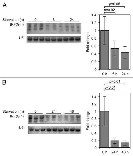 Figure 1. tRF(Gln) expression is decreased in conditions of slowed cell proliferation. (A) HeLa cells were grown in DMEM lacking L-glutamine for the indicated times, and tRF(Gln) levels assayed by northern blot. (B) HeLa cells were grown in DMEM lacking serum for the indicated times, and tRF(Gln) levels assayed by northern blot. Quantifications of tRF(Gln) levels, normalized to the non-coding RNA U6, are shown adjacent to the blots. Error bars show standard deviations, and p values were calculated using Student's t-test (two-tailed).