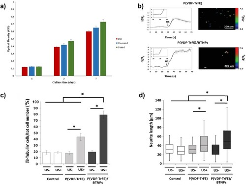 Figure 10. (a) MTT assay of MG-63 cell culture on uncoated and Gel/nHA coated BT scaffolds after 1, 3 and 7 days [Citation97]. (b) Calcium imaging analysis of SH-SY5Y neuroblastoma cells differentiated on P(VDF-TrFE) and P(VDF-TrFE)/BTNP films following US stimulation. (c) Percentages of β3-tubulin positive cells. (d) Neurite lengths are expressed as median values [Citation151]. (Reproduced from Ref [97] and [151] with permissions of Elsevier (Copyright 2018) and John Wiley and Sons (Copyright 2016) respectively).