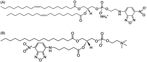 Figure 1. Structure of fluorescent probe (A) NBD-DOPE; (B) C6-NBD-PC.