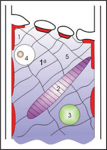 Figure 1 Survey of the diversity of phloem-specific proteins in SEs. (1) Parietal protein clots, (1a) Fibrillar protein nets, (2) Dispersive protein bodies (=forisomes), (3) Non-dispersive protein bodies, (4) Proteins in SE plastids, (5) Soluble proteins.