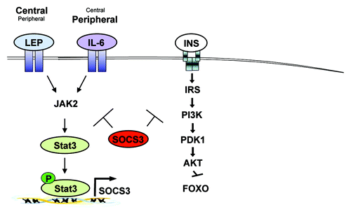 Figure 1. Chronic JAK-STAT3-SOCS3 signaling in obesity. Obesity increases circulating levels of leptin and IL-6 that in turn chronically activate intracellular JAK-STAT3 signaling. While Leptin (Lep) acts predominantly in the central nervous system, IL-6 has been reported to mainly function in peripheral organs, though both factors can also act vice versa. Chronic JAK-STAT3 signaling induced by leptin and IL-6 lead to the increased expression of the negative regulator SOCS3. SOCS3 in turn not only negatively regulates leptin and IL-6 signaling but also impairs insulin (INS) action eventually leading to obesity and insulin resistance.