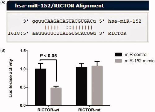 Figure 2. RICTOR was the target gene of miR-152. Note: A, The complementary binding sequence of RICTOR to miR-152 shown in the target gene prediction website; B, Dual-luciferase reporter gene assay verified the targeting relationship between RICTOR and miR-152.