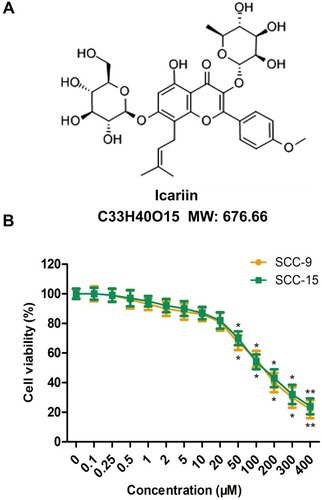 Figure 1 Effect of ICA on the viability of human oral squamous cells. (A) Chemical structure of ICA. (B) Cell viability of SCC-9 and SCC-15 cells was detected by CCK-8 assay. Cell viability (%) = (OD490 of the samples/OD490 of the control) × 100%. *p<0.05, **p<0.01 compared to 0 h. Data are mean ± SEM for the three replicates.