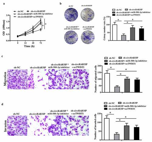 Figure 5. miR-580-3p inhibitor or TWIST1 overexpression reversed effects of sh-circRAB3IP. MG63 cells were transfected with the control sh RNA (sh-NC), sh-circRAB3IP, sh-circRAB3IP+miR-580-3p inhibitor or sh-circRAB3IP+TWIST1 overexpression vector (sh-circRAB3IP+oeTWIST1). (a, b) Cell proliferation was detected by CCK-8 assay and colony formation assay. (c, d) Transwell assay was employed to detect cell migration and invasion of OS cells. *P < 0.05