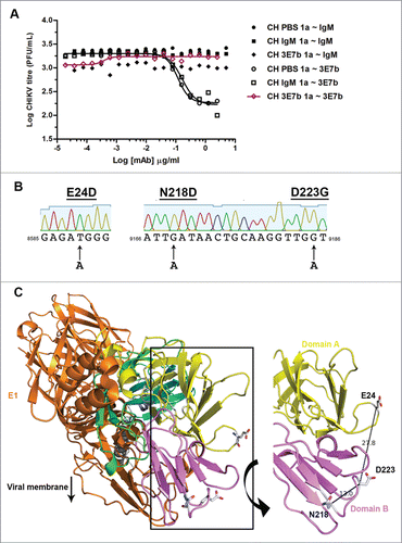 Figure 4. Identification of Escape Mutations in CHIKV E2. (A) PRNT was performed to investigate the escape ability of plaque-purified CHIKV/3E7b clone to mAb 3E7b. 2.5 μg/ml of 3E7b, 5 μg/ml of IgM isotype control or PBS (no mAb) was evaluated against a representative clone CHIKV/3E7b 1a diluted to 1000 PFU. One independent experiment was performed in duplicates as it is not possible to reproduce variability from the same mutant clone stock. CH stands for CHIKV while ~ indicates neutralization. (B) Sequencing chromatogram of CHIKV/3E7b 1a clone shows 3 single base A substitution in CHIKV E2 gene, which translates to E→D, N→D and D→G amino acid mutation at position 24, 218 and 233 of E2 protein, respectively. All CHIKV/3E7ba 1a-7a clones showed the same escape mutations at these residues when compared to sequences of wildtype CH122508 strain. No mutation was identified in CHIKV/PBS 1a, CHIKV/IgM 1a and 4a clones. Sequence analysis was performed using SeqTrace software.Citation63 8585, 9166 and 9186 refers to the nucleotide position. (C) Structural localization of 3E7b escape epitopes on CHIKV E1/E2 heterodimer modeled on CH122508 strain (GenBank Accession number: FJ445502). A top-down view is shown with E1 (orange), and E2- domain A (yellow), domain B (violet), C (cyan), beta-ribbon connectors (green) and transmembrane helix (gray). Arrow denotes the direction of E1/E2 protein complex relative to the viral membrane. Side-chain of escape residues, E24, N218 and D223, are presented as stick structures that show carbon and hydrogen atoms (white), oxygen atom (red) and nitrogen (blue). Amino acid distance is measured in angstroms (1Å = 0.1 nm) and figure is prepared using Pymol software.Citation65